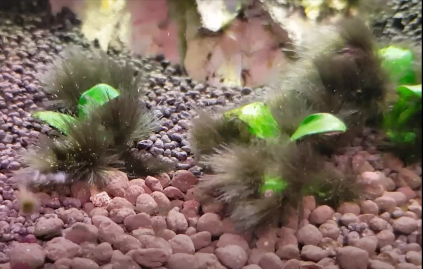 Dunkle Pinselalgen in einem Süßwasseraquarium