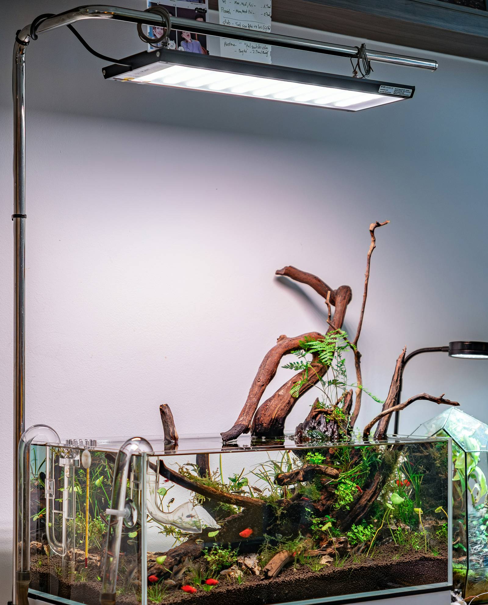 Bepflanztes Süßwasseraquarium mit sichtbarer Aquariumbeleuchtung