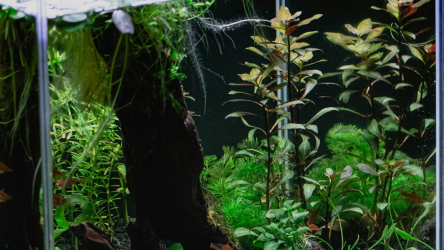 Die drei Säulen für gesunde Aquarienpflanzen
